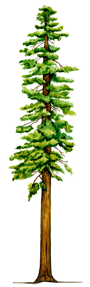 coastal-redwood-illustration2_957