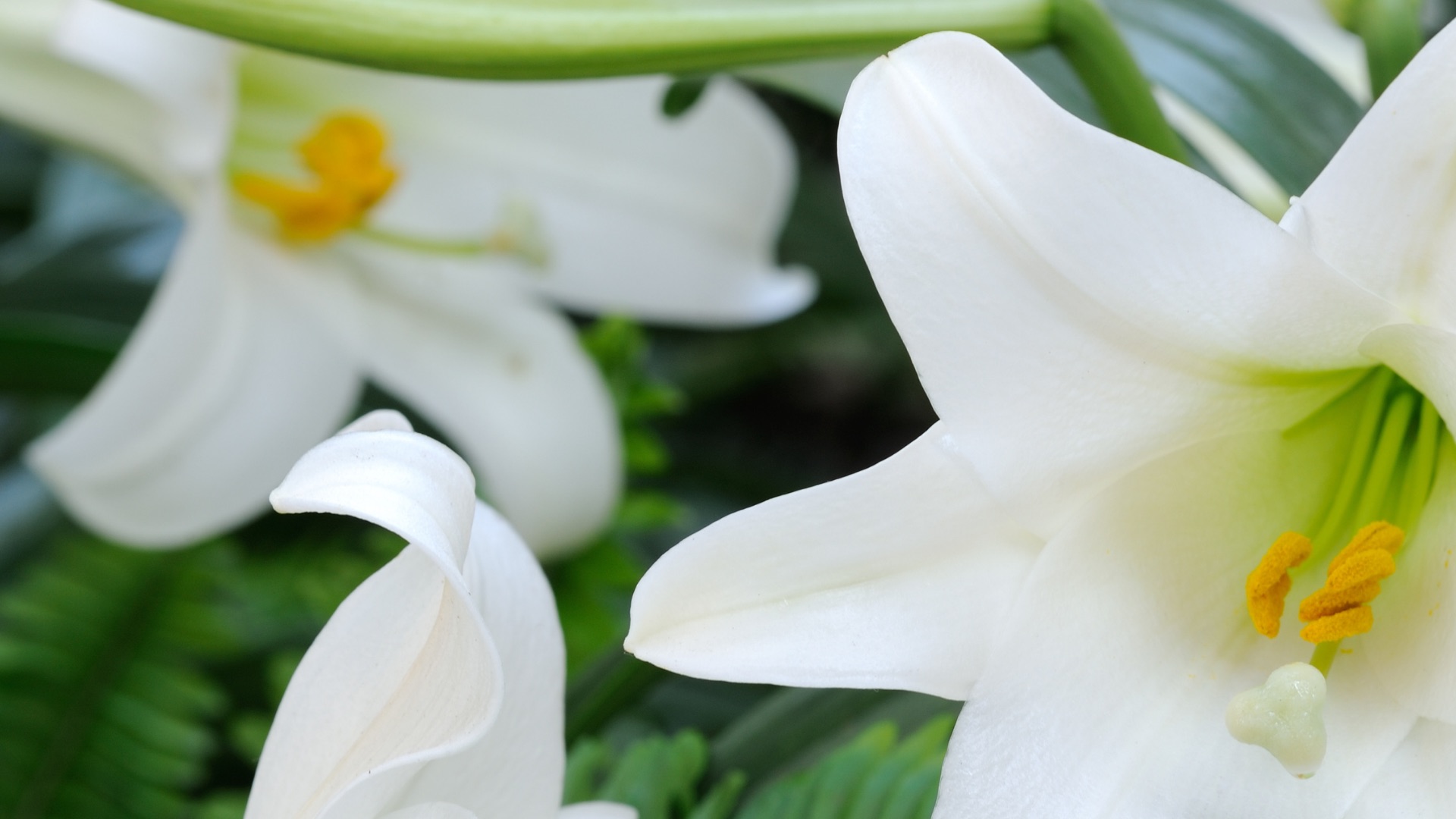 easter-lilies_967